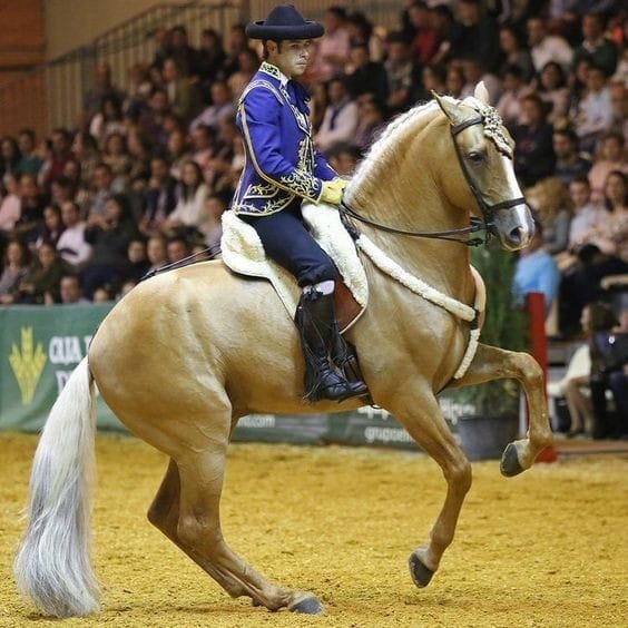 palomino andalusian